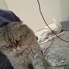 ذكر وانثى سكوتش فولد