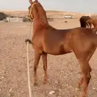 فرس شعبيه فاخره