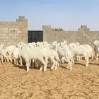 خلفات حريات والباقي دفيع عدد 65 تحتها نصها