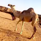 لقه وحقه