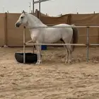 حصان جزيري سعودي الأصل والمنشأ