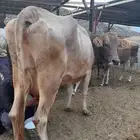 بقره المانيه طيبه