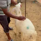 رخال