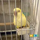 اقبل تبنى جميع انواع الطيور و الحيوانات