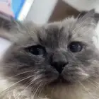 قطط