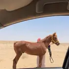 حصان عربي
