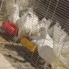 6 فردات رقاص شبابات