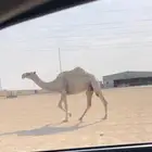 ضريبه كفو