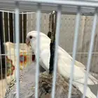 للبيع روز البينو