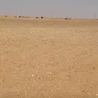 للبيع ارض زراعيه في الافلاج المساحه 160 الف فيها بير وعقم