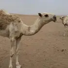 قعود اوضح رماني فحل