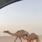 بكر معها قعود تم البيع