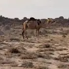 ناقه على اول لقاح حمراء سديس