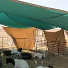 غنم مراح عدد 18