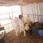 ذبايح خرفان اتيوس اجفار