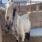 معزاء مشاريك