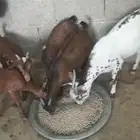 أربع تيوس للبيع   تيس بعمر 8 شهور وثلاث تيوس بعمر 3.5 شهور