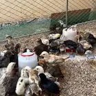 صوص بلدي وفيومي