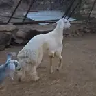 خروف جذع كفو طول وارتفاع وطرف