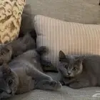 قطط للتبني