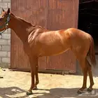 فرس سباق 4 سنوات للبيع