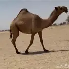 بكره صفرا لقيه تجذع كفو