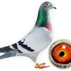 مطلوب حمام زاجل سباق