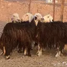 ضان نجد اصغار سن