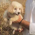 للبيع جرو دلع مهجن مالتيز مع جيرفون