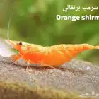 شرمب برتقالي و احمر سوشي