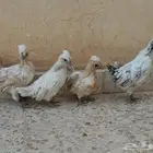 للبيع صوص دجاج كويتي