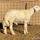 مشروع فحل حري صنف الصنف درجه اولى مشروط حسب الفديو