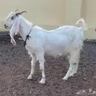 للبيع معزا مطورات صنف وجروم دفيع