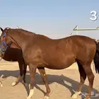 خيل للبيع