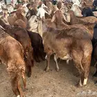 سواكن حمر مرباه