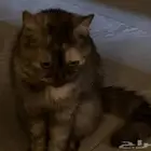 جده تبي تزاوج
