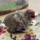 لوري فرخ احمر