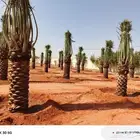 نخيل مثمر للبيع