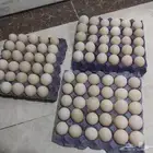 بيض بط مصري مخصب