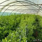 للبيع شتلات بسعر الجمله 5 الى 7 ريال فقط