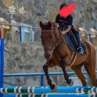 فرس إنجليزيه قفز حواجز