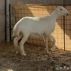 للبيع رخل صنف(تم البيع)