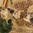 قطط للتبني