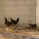 3 دجاجات بلديات