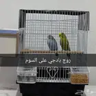 زوج بادجي على السوم
