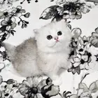 قطط شيرازي للبيع