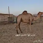 ابل للبيع
