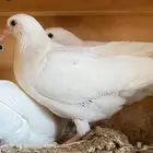 يوجد حمام فرنسي وذبايح بريه