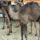بيع حاشي