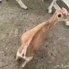 تيس قزم 6 اشهر عمر اعرضه للبيع